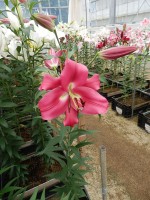 [5569 PO72 Resolute No01.JPG]